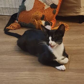 Rescue Domestic Medium Hair Cats for Adoption in San Antonio, Texas - Donut | PetCurious