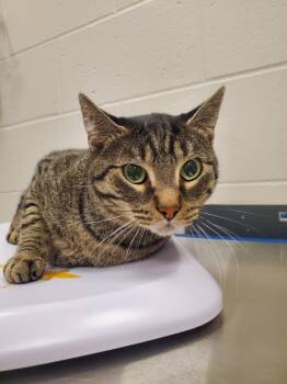 Rescue Domestic Short Hair Cats for Adoption in Sheboygan, Wisconsin - Tiger Boy | PetCurious