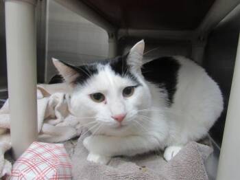 MARITIME -  Domestic Short Hair Cat for Adoption in Derwood, Maryland - MARITIME | PetCurious