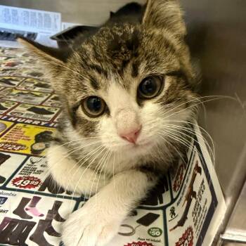 Coon -  Domestic Short Hair Cat for Adoption in Park City, Utah - Coon | PetCurious