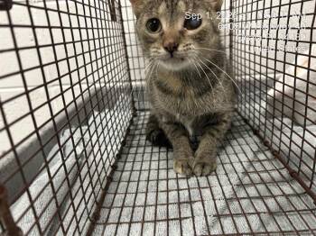 AUTUMN -  Domestic Short Hair Cat for Adoption in Ocala, Florida - AUTUMN | PetCurious