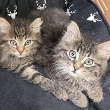 Domestic Medium Hair Cats Available for Adoption - Beau | PetCurious