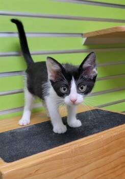 CRUELLA -  Domestic Short Hair Cat for Adoption in St. Peters, Missouri - CRUELLA | PetCurious
