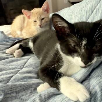 Nyx -  Domestic Short Hair Cat for Adoption in Durham, North Carolina - Nyx | PetCurious