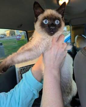 Rescue Siamese Cats for Adoption in Shelbyville, Kentucky - Butler | PetCurious