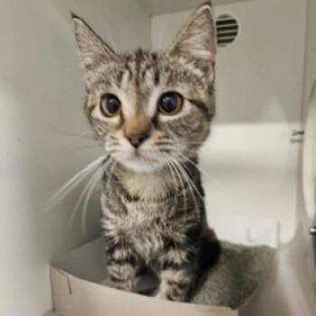 Pretzel -  Domestic Short Hair Cat for Adoption in Phoenixville, Pennsylvania - Pretzel | PetCurious