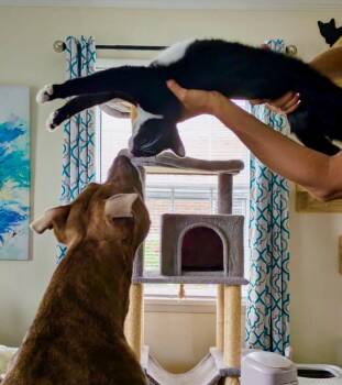 Rescue Domestic Short Hair Cats for Adoption in Wilmington, North Carolina - Kraus | PetCurious