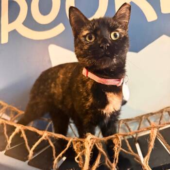 Couric -  Domestic Short Hair Cat Available for Adoption - Couric | PetCurious