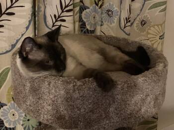 Siamese Cats Available for Adoption - Cash | PetCurious