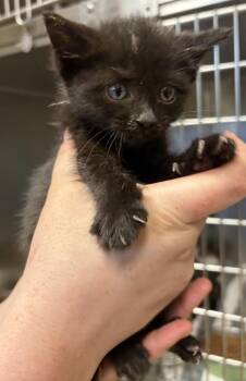Cactus Blossom -  Domestic Short Hair Cat for Adoption in West Chester, Pennsylvania - Cactus Blossom | PetCurious
