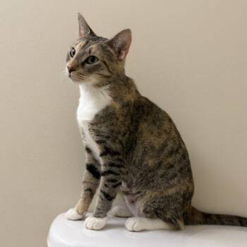 Damita Jo -  Calico and Domestic Short Hair Cat for Adoption in Knoxville, Tennessee - Damita Jo | PetCurious