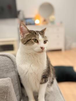 Domestic Short Hair Cats Available for Adoption in Worcester, Massachusetts - Sparkle | PetCurious