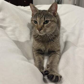 Sarah Paulson -  Domestic Short Hair Cat for Adoption in Evanston, Illinois - Sarah Paulson | PetCurious