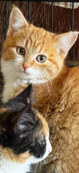 Rescue Domestic Short Hair Cats for Adoption in Chicago, Illinois - Pumpkin | PetCurious
