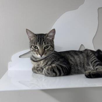 Zeke -  Domestic Short Hair Cat for Adoption in Clearwater, Florida - Zeke | PetCurious