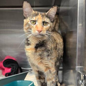 Domestic Short Hair Cats Available for Adoption in Spokane, Washington - Nuna | PetCurious
