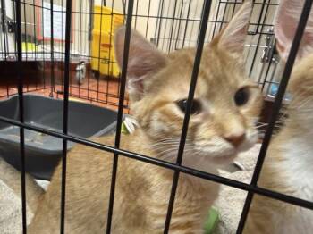 Lime -  Domestic Short Hair Cat for Adoption in Salisbury, Maryland - Lime | PetCurious