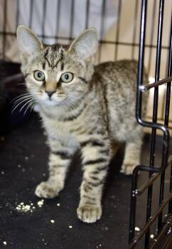 Rescue Tabby Cats for Adoption in Pleasantville, New Jersey - Molly | PetCurious