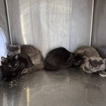 Domestic Medium Hair Cats Available for Adoption in Natick, Massachusetts - Shoosh Three | PetCurious