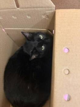 Jethro -  Domestic Short Hair Cat for Adoption in Wichita, Kansas - Jethro | PetCurious