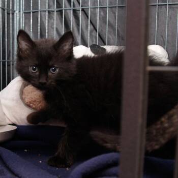 Hei Hei -  Domestic Short Hair Cat for Adoption in Mooresville, North Carolina - Hei Hei | PetCurious