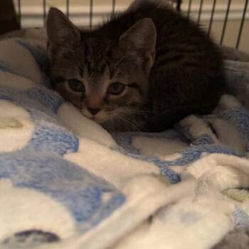 Domestic Short Hair Cats Available for Adoption in Edmond, Oklahoma - Penny | PetCurious