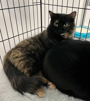 Rescue Domestic Medium Hair Cats for Adoption in Pickering, Ontario - Winnie | PetCurious
