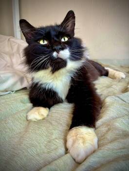 Moby -  Domestic Medium Hair Cat for Adoption - Moby | PetCurious