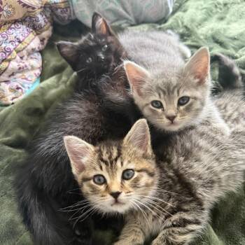Domestic Medium Hair Cats Available for Adoption in Fredericksburg, Virginia - Joyous Chaos | PetCurious