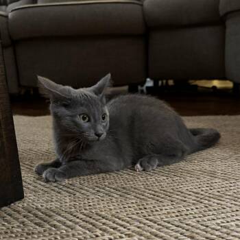 Murphy -  Domestic Short Hair Cat for Adoption in Prosper, Texas - Murphy | PetCurious