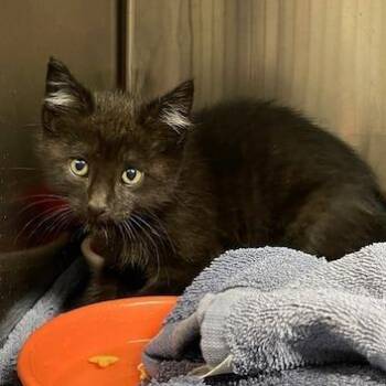 Domestic Short Hair Cats Available for Adoption in Springfield, Illinois - Eddie | PetCurious