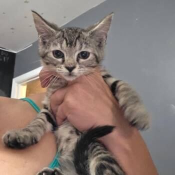 0826-03 Almond -  Domestic Short Hair Cat for Adoption in Abingdon, Maryland - 0826-03 Almond | PetCurious