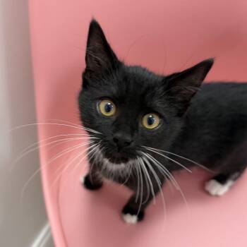 Poe -  Domestic Medium Hair Cat for Adoption in Dayton, Ohio - Poe | PetCurious