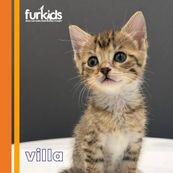 Villa -  Domestic Short Hair Cat for Adoption in Cumming, Georgia - Villa | PetCurious