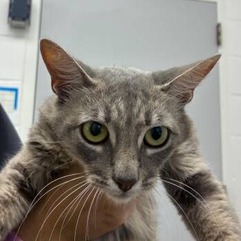 Azure -  Domestic Short Hair Cat for Adoption in Corpus Christi, Texas - Azure | PetCurious