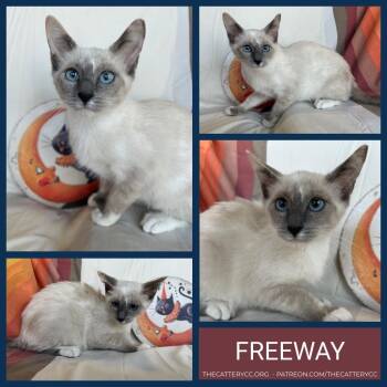 Freeway -  Siamese Cat for Adoption in Corpus Christi, Texas - Freeway | PetCurious