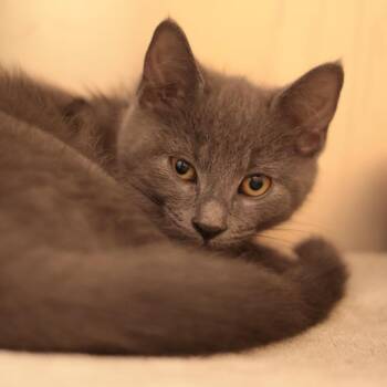 Agamemnon (yellow collar) -  Domestic Short Hair Cat for Adoption in Philadelphia, Pennsylvania - Agamemnon (yellow Collar) | PetCurious