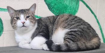 Domestic Short Hair Cats Available for Adoption in Wetumpka, Alabama - 260449  Mittens | PetCurious