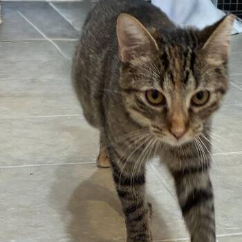 Rescue Domestic Short Hair Cats for Adoption in Glendale, Wisconsin - Glory | PetCurious