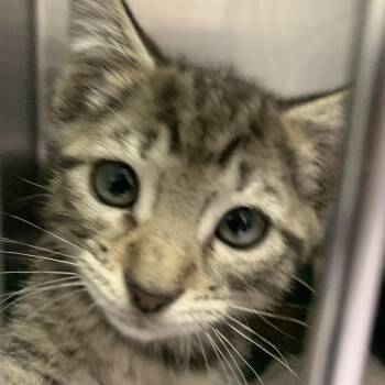 Rescue Domestic Short Hair Cats for Adoption in Blairsville, Georgia - Chunk | PetCurious