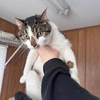 Domestic Short Hair Cats Available for Adoption - Benedict | PetCurious