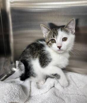 Polly -  Domestic Short Hair Cat for Adoption in Westland, Michigan - Polly | PetCurious