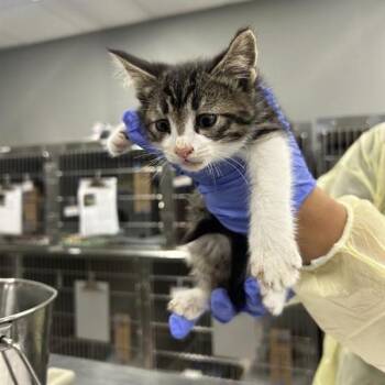 Gosling -  Domestic Short Hair Cat for Adoption in Salt Lake City, Utah - Gosling | PetCurious