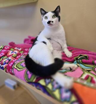 Domestic Short Hair Cats Available for Adoption - Leto | PetCurious