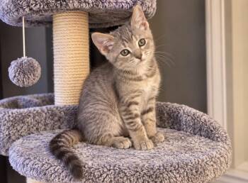 Elora -  Tabby Cat for Adoption in Wyandotte, Michigan - Elora | PetCurious