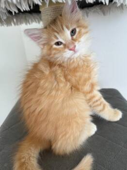 Doug -  Domestic Medium Hair Cat for Adoption in Millcreek, Utah - Doug | PetCurious