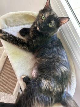 Samantha -  Domestic Short Hair Cat for Adoption in Mokena, Illinois - Samantha | PetCurious