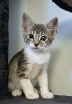 Blank Street 5.12.26 (prespay) -  Domestic Short Hair Cat for Adoption in Apopka, Florida - Blank Street 5.12.26 (prespay) | PetCurious