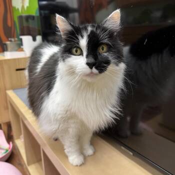 Callie -  Domestic Long Hair Cat Available for Adoption in Mount Laurel Township, New Jersey - Callie | PetCurious