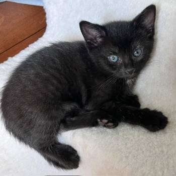 Dory -  Domestic Short Hair Cat for Adoption in Cumberland, Maine - Dory | PetCurious
